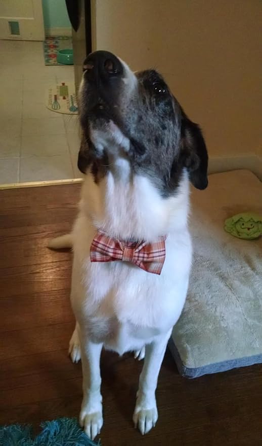 Lionet Paws Dog and Cat Collar with Bowtie Grid Collar Plastic Buckle Light Adjustable Collars for Small Medium Large Dogs