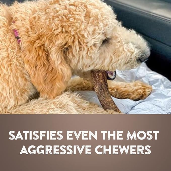 WhiteTail Naturals - Deer Antlers for Dogs - (Medium Whole- 2 Pack) - All Natural Antler Dog Chew - Naturally Shed, Long Lasting Chew Bone, Crafted in Texas