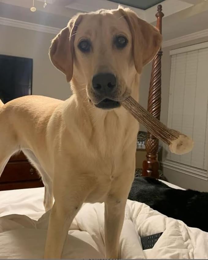 WhiteTail Naturals - Bulk Deer Antlers for Dogs (1 Pound Pack) Antler Chews - Naturally Shed, Long Lasting Dog Bones for Aggressive Chewers.