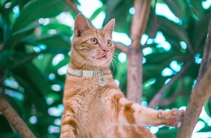 Yizepet Cat Collars, Breakaway Kitten Collar, Cute Kitty Collar, Pet Supplies Accessories