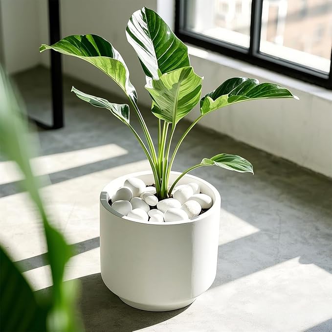 1 Pack 5 Lbs Random Color River Rocks for Plants,0.8-1.5 Inch Decorative Ornamental Pebbels, High Polished Stones for Garden Landscaping, Smooth Gravel Filler, Succulents, Fish Tank, White/Yellow