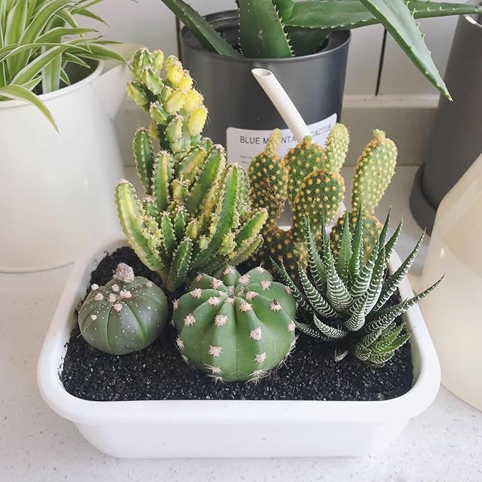 10 lbs Black Aquarium Silica Sand. Decorative Aquarium Gravel Substrate for Fish Tank, Plants Potted, Fire Pits, Candle, Vase Filler and Crafts