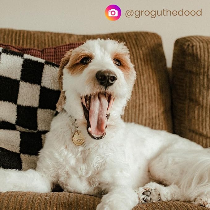 Solid Brass PET TAG - Modern, Minimal Pet IDs. Durable, Lifetime Tags with deep Cut Text. Includes Space for Two Phone Numbers. (Circle)