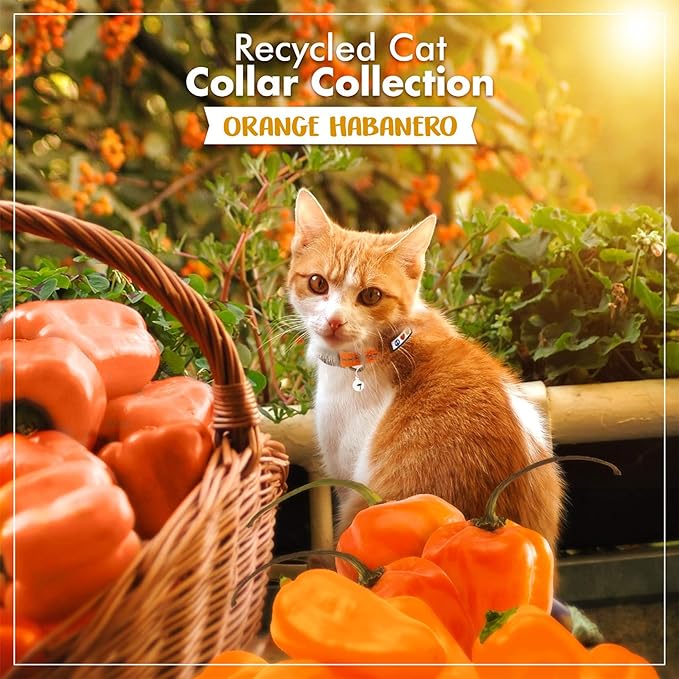 Pawtitas Recycled Cat Collar with Reflective Stitched and Safety Buckle Removable Bell Reflective Cat Breakaway Collar Made from Plastic Bottles - Orange Habanero Cat Collar.