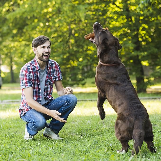 Wildfang® Olive Wood Chewing Sticks for Dogs, Large - Tough Chew Toys for Aggressive Chewers, Puppy Chew Toys for Teething, Training for Chewing Muscles, Olive Wood Stick for Dog (Over 55lbs), 3pack