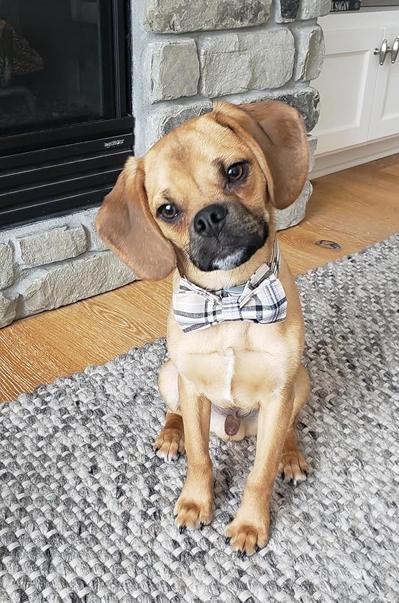 Lionet Paws Dog and Cat Collar with Bowtie Grid Collar Plastic Buckle Light Adjustable Collars for Small Medium Large Dogs