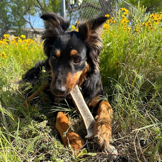 WhiteTail Naturals - Premium Split Elk Antlers for Dogs - (1 Pound Pack) - Organic Dog Chews - Naturally Shed Antler Dog Bones - Long Lasting, Crafted in USA