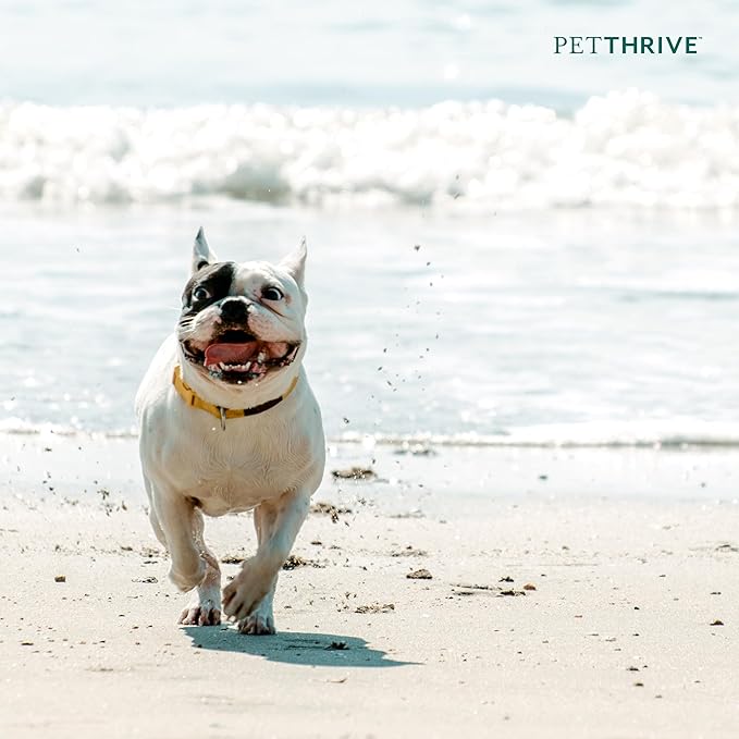 Dog Hip and Joint Support Supplement Soft Chews with Resveratrol, Glucosamine, Chondroitin, Hyaluronic Acid, Bacon Flavor, Small Breed