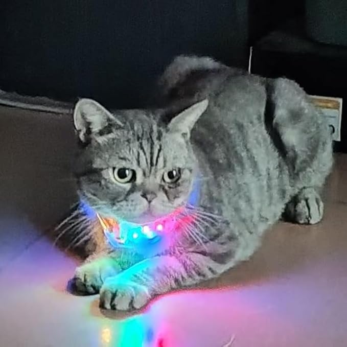 Upgraded Version Light Up Dog Collars,LED Dog Collar Rechargeable Waterproof,2-in-1 Buckle Type Glow Collar for Medium Large Dogs,XS(Bohemian Orange)