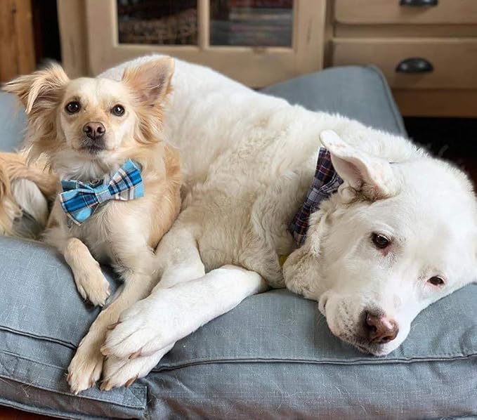 Lionet Paws Boy Dog Collar with Bowtie, Comfortable Adjustable Cute Blue Plaid Bow Tie Collar for Male Puppies and Cats Gift, XXS, Neck 7-11 inches