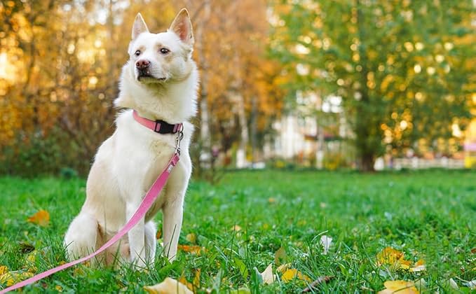 Basic Dog Leashes 6 FT Padded Handle Nylon Dogs Leashes for Medium Dogs Pink