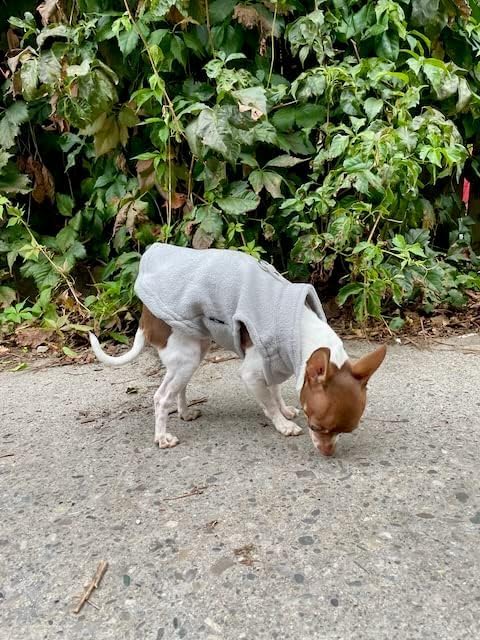 JACKO & CO - Fleece Vest Dog Sweater with Leash Ring - Soft, Warm & Lightweight Pullover Coat for Small & Medium Dogs, Puppies & Cats - Cozy Fall/Winter/Spring Pet Jacket (Grey, Medium 6-10lbs)