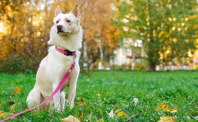 Basic Dog Leashes 6 FT Padded Handle Nylon Dogs Leashes for Small Dogs Hot Pink