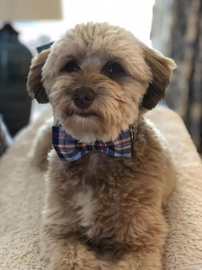 Lionet Paws Dog and Cat Collar with Bowtie Grid Collar Plastic Buckle Light Adjustable Collars for Small Medium Large Dogs