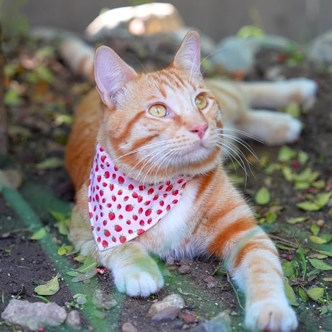 Ultra Joys Cat Collar with Bells - Breakaway for Cats, Boy & Girl Cat Collars Kitten Collar with Bell - Break Away Collar for Cats - Breakaway Cat Collar with Bandana Strawberry Small