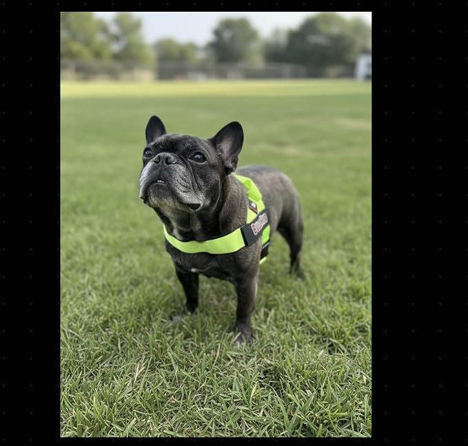BULLHUG 6 FT Bulldog Leash with Padded Handle. Perfect for Bulldogs, French Bulldogs, Pugs & All Breeds. Leashes for Walking, Training Lead for Bulldogs (Reflective Stitching, Blue)