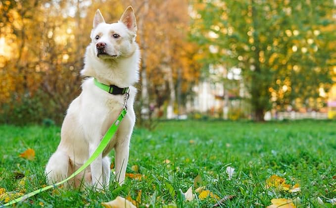 Basic Dog Leashes 6 FT Padded Handle Nylon Dogs Leashes for Medium Dogs Green