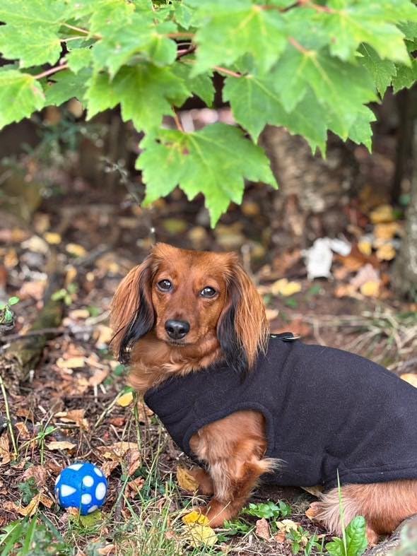 JACKO & CO - Fleece Vest Dog Sweater with Leash Ring - Soft, Warm & Lightweight Pullover Coat for Small & Medium Dogs, Puppies & Cats - Cozy Fall/Winter/Spring Pet Jacket (Black, Medium 6-10lbs)