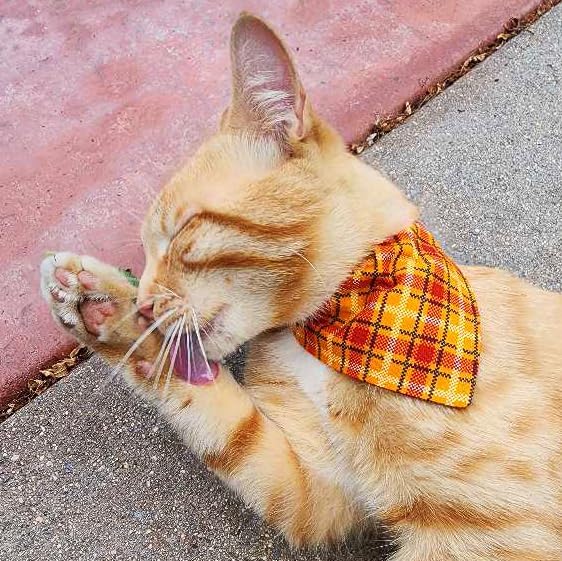 Ultra Joys Breakaway Cat Collar Kitten Collar with Bandana - Orange Plaid Large