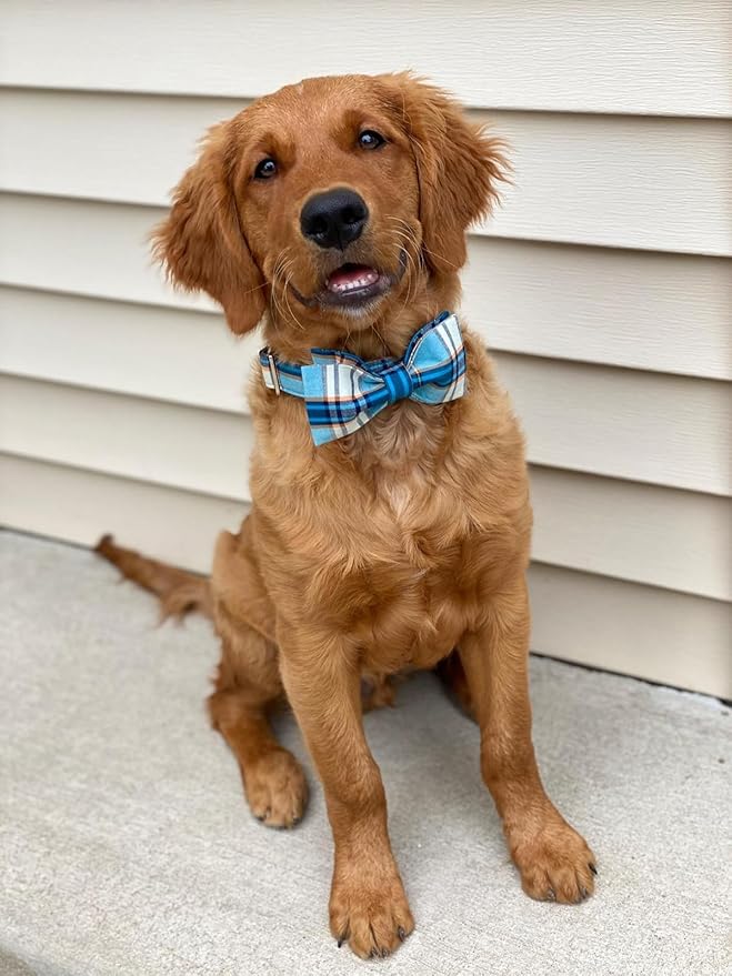 Lionet Paws Boy Dog Collar with Bowtie, Comfortable Adjustable Cute Blue Plaid Bow Tie Collar for Male Puppies and Cats Gift, XS, Neck 8-12 inches