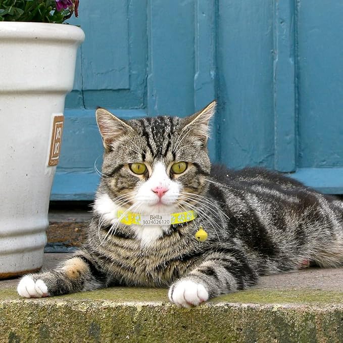 Personalized 2 Pack Reflective Cat Collar,Custom Breakaway Cat Collars with Name Tag and Bell,Anti-Lost Nameplate Cat Collar for Girls & Boys (Yellow,fit 8''-11.0'')