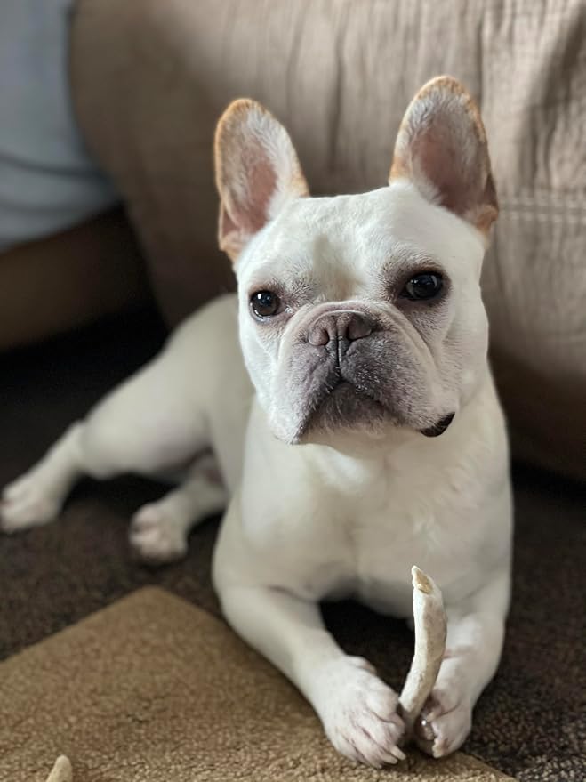 WhiteTail Naturals - Antlers for Small Dogs (6 Pack) Deer Antler Dog Chew Bones for Small Aggressive Chewers - Long Lasting Horn Chew Toys - Naturally Shed