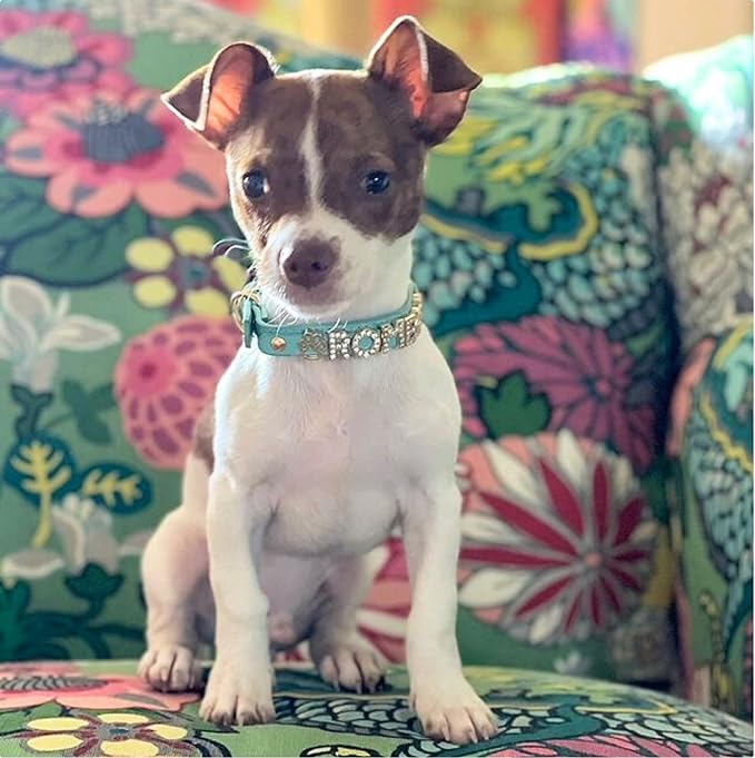 Paws Paws Miami Custom Dog Collar for Small Dogs, Personalized with Name in Gold-Plated Cubic Zirconia Initials and Charm Jewels Leather Collars, Pink