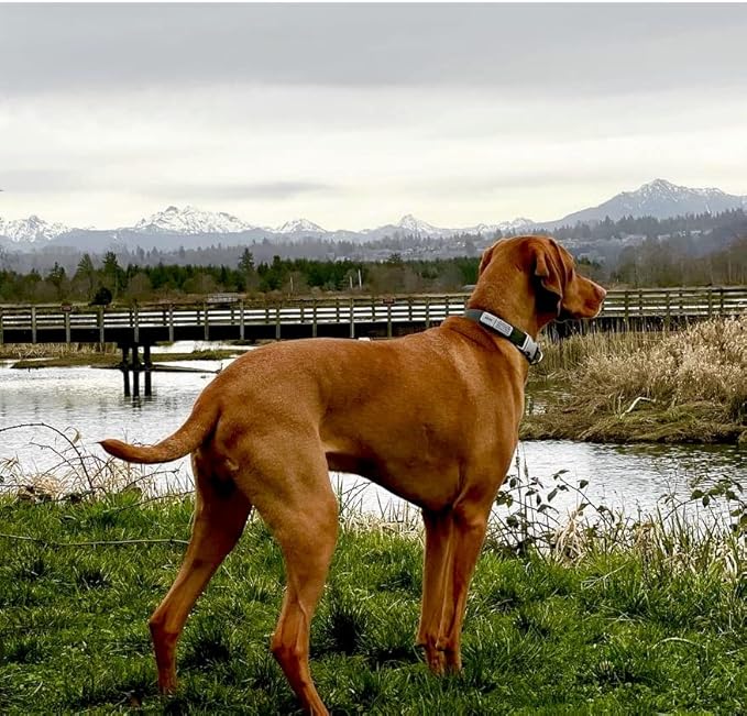 LYP Soundless Slide-On Collar ID Tag - Deep Engraved Silicone – Engraving Will Last - Pet ID Tags, Dog Tags, Cat Tags (Gray, Large)