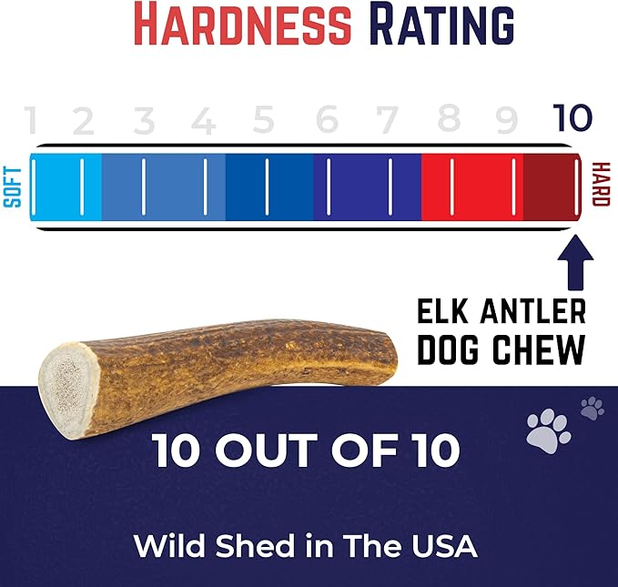 Devil Dog Pet Co. Elk Antlers for Dogs, Jumbo 8"+, 1 Pack, Grade A Long Lasting Chew for Aggressive Chewers, Premium USA Naturally Shed Antler – Healthy, No Odor, Durable Dog Chew