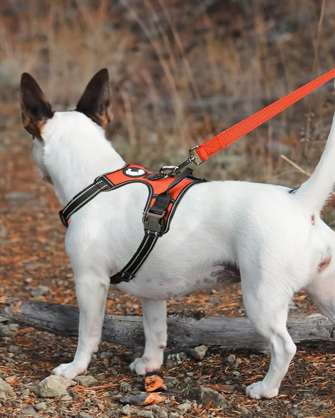 Joytale Double-Sided Reflective Dog Leash, 4 FT, Padded Handle Nylon Heavy Duty Leashes for Medium & Large Dogs Walking, Orange