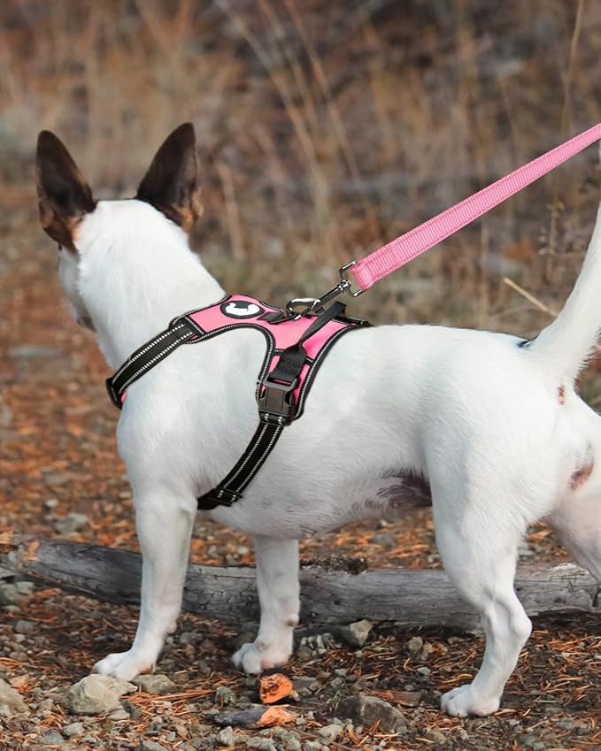 Joytale Double-Sided Reflective Dog Leash, 4 FT, Padded Handle Nylon Heavy Duty Leashes for Small & Medium Dogs Walking, Pink