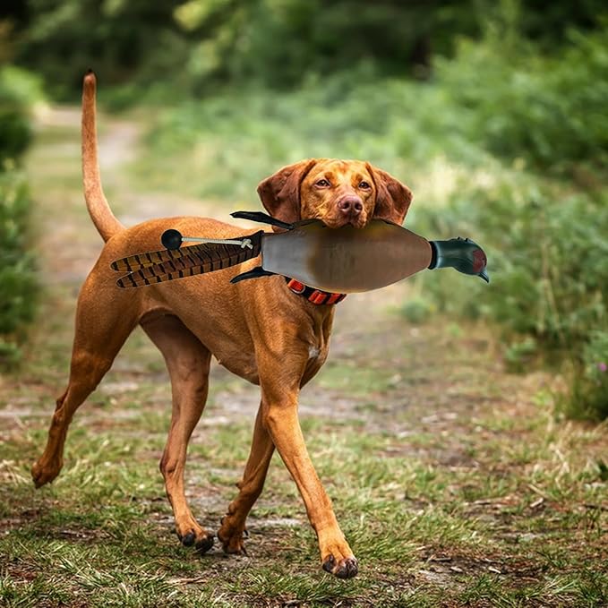 Duck Dog Training, Pheasant Dog Training Dummies for Dog Training Hunting Dog Accessories Dogs Training Dummy Bumper Retriever Floating De-ad Bird Fowl Trainer Hunting Retriever (Pheasant)