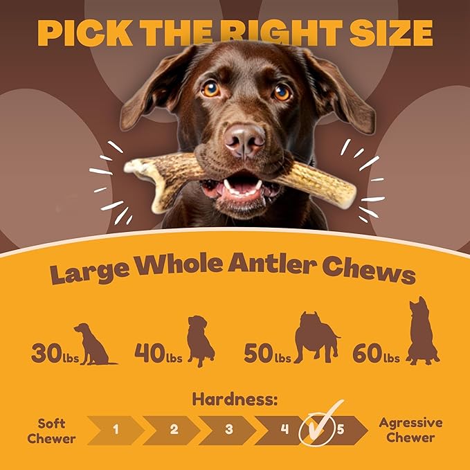 WhiteTail Naturals - Deer Antlers for Large Dogs - Long Lasting Antler Dog Chews - Crafted in USA, Naturally Shed Antler Dog Bones for Aggressive Chewers (Large (Pack of 2))