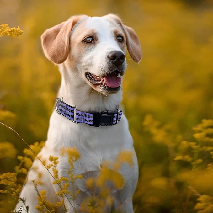 Hikiko Martingale Dog Collars Reflective Nylon Dog Collar with Quick Release Buckle Adjustable Training No Slip Dog Collar (Medium, Lavender)
