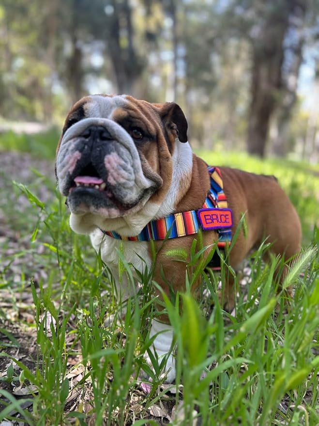 BULLHUG 6 FT Bulldog Leash with Padded Handle. Perfect for Bulldogs, French Bulldogs, Pugs & All Breeds. Leashes for Walking, Training Lead for Bulldogs (Reflective Stitching, Purple)