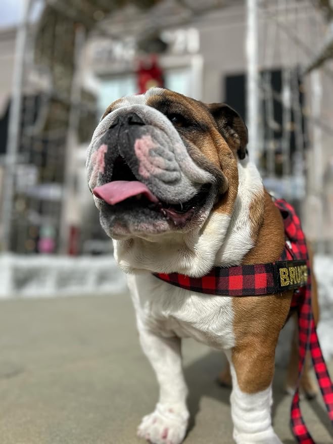 BULLHUG 6 FT Bulldog Leash with Padded Handle. Perfect for Bulldogs, French Bulldogs, Pugs & All Breeds. Leashes for Walking, Training Lead for Bulldogs (Reflective Stitching, Purple)