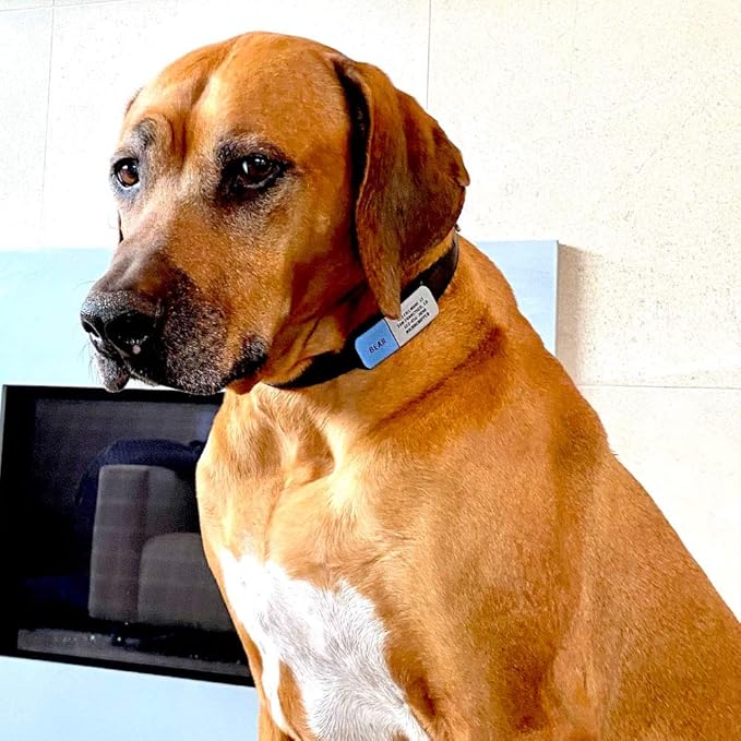 LYP Soundless Slide-On Collar ID Tag - Deep Engraved Silicone – Engraving Will Last - Pet ID Tags, Dog Tags, Cat Tags (Gray, Large)