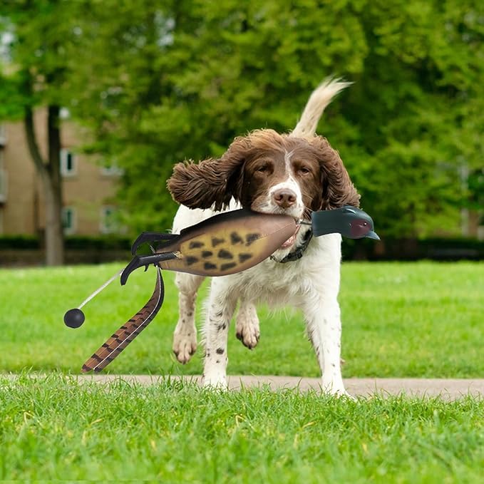 Duck Dog Training, Pheasant Dog Training Dummies for Dog Training Hunting Dog Accessories Dogs Training Dummy Bumper Retriever Floating De-ad Bird Fowl Trainer Hunting Retriever (Pheasant)