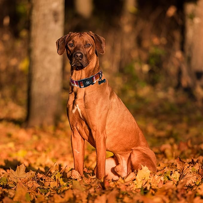 Elegant little tail Fall Dog Collar, Plaid Puppy Collars Fall Yellow Male Cute Puppy Adjustable Cotton Pet Collar with Quick Release Buckle for Small Medium Large Dogs
