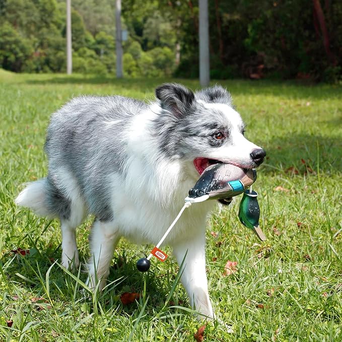 Duck/Pheasant Dummy, Mimics Dead Duck/Pheasant Bumper for Gun Dog Training Scent Waterfowl Hunting Retriever, Outdoor Mallard Retrieval Interactive Train Toys, Floating & Durable
