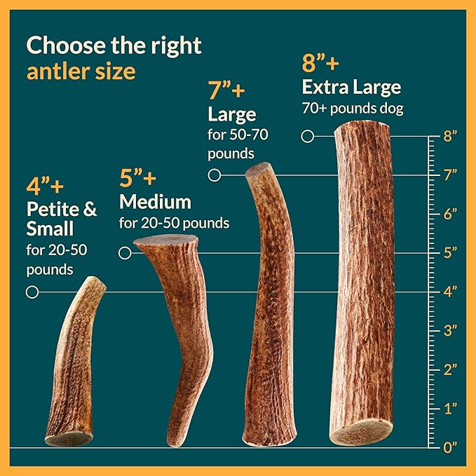 100% Natural - Elk Antlers for Dogs (3 Pack) - Chewers - Naturally Shed in USA - Dog Antler Chews for Medium Breeds - Natural, Long-Lasting Treats for Aggressive Chewers - No Odor & No Mess - Medium