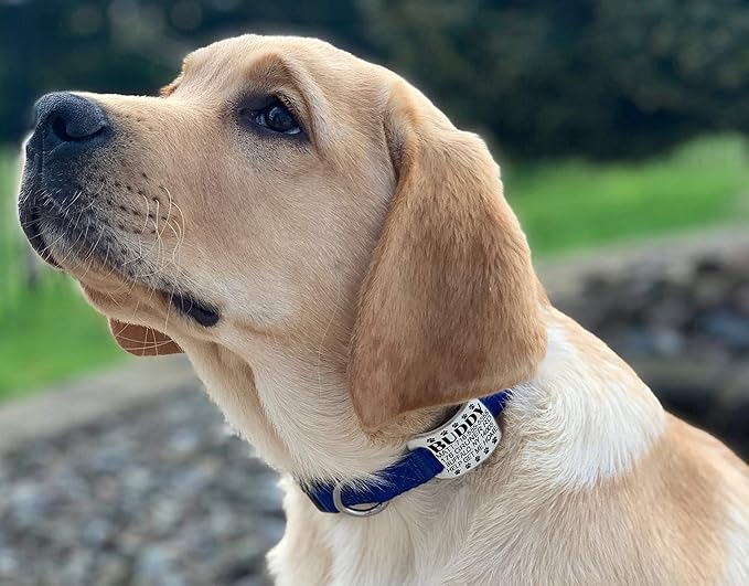 Dog ID Tags Personalized, Silicone Dog Tag Personalized for Pets, Custom Pet Name Tags