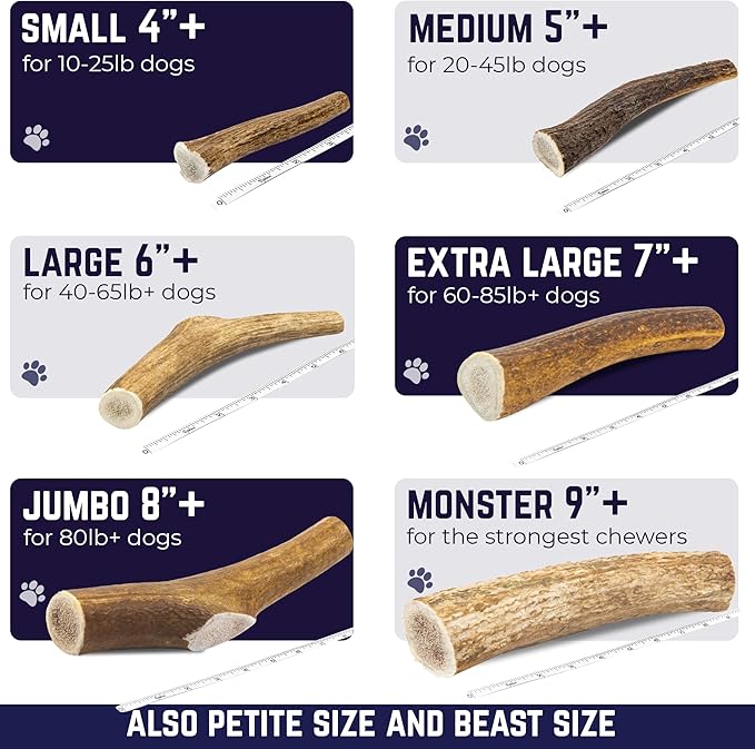 Devil Dog Pet Co. Elk Antlers for Dogs, Small 4"+, 1 Pack, Grade A Long Lasting Chew for Aggressive Chewers, Premium USA Naturally Shed Antler – Healthy, No Odor, Durable Dog Chew