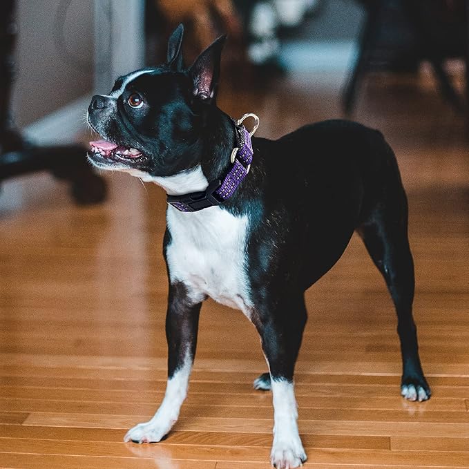 Hikiko Martingale Collar for Dogs Reflective Nylon Dog Collar with Quick Release Buckle Adjustable Training No Slip Dog Collars (Medium, Purple)