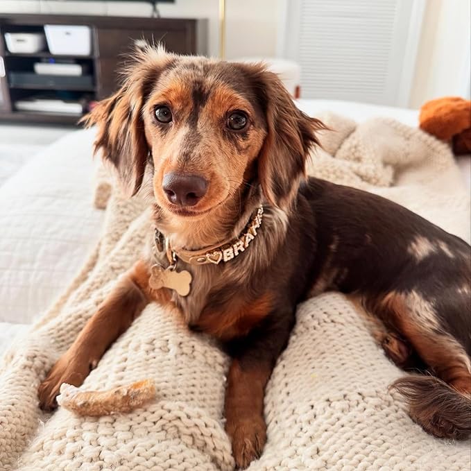 Paws Paws Miami Custom Dog Collar for Medium Dogs, Personalized with Name in Gold-Plated Cubic Zirconia Initials and Charm Jewels Leather Collars, Sand