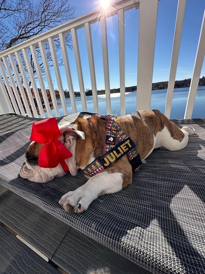 BULLHUG 6 FT Bulldog Leash with Padded Handle. Perfect for Bulldogs, French Bulldogs, Pugs & All Breeds. Leashes for Walking, Training Lead for Bulldogs (Reflective Stitching, Purple)