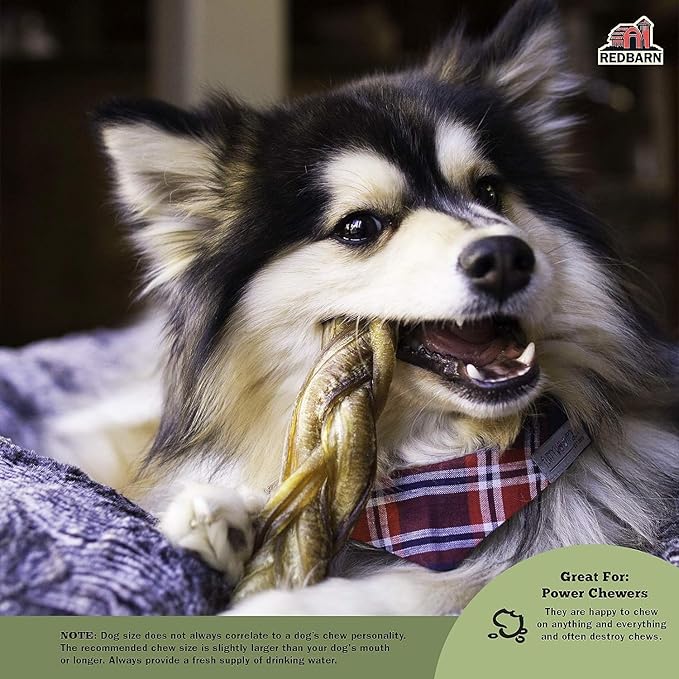 Redbarn Pet Products 12" Braided Bully Sticks for Dogs, Pack of 25