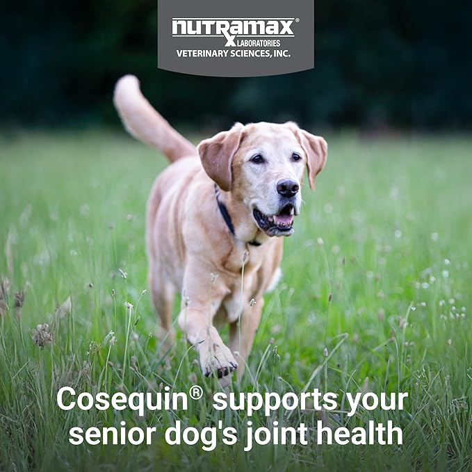 Nutramax Cosequin for Senior Dogs Joint Health Supplement, Contains Glucosamine, Chondroitin, MSM, Omega-3s and Beta-Glucan, Supports Joint, Skin and Coat, Immune Health, Soft Chews, 120 Count