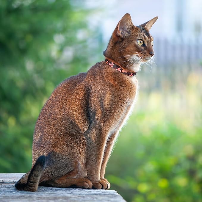 Cat Collars 2 Pack - Soft Cute Breakaway Collar with Bell, Adjustable Safety Kitten Collars for Girl & Boy Cats – Comfortable Stylish Patterned Print Lightweight (Crossandra + Geometric)