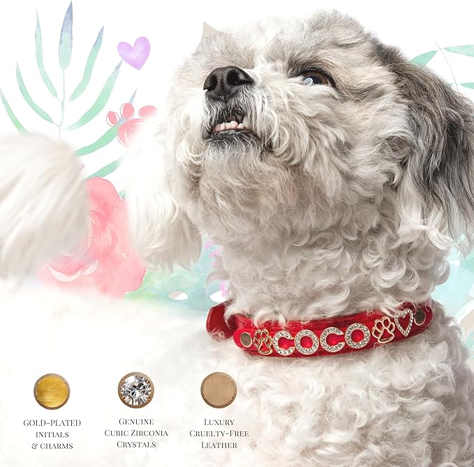 Paws Paws Miami Custom Dog Collar for Large Dogs, Personalized with Name in Gold-Plated Cubic Zirconia Initials and Charm Jewels Leather Collars, Black